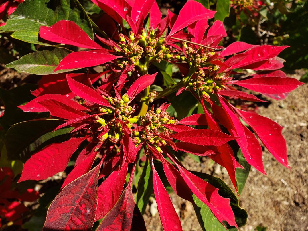 Pretty Poinsettias: The Popular Holiday Plant Played Big Part In Local ...